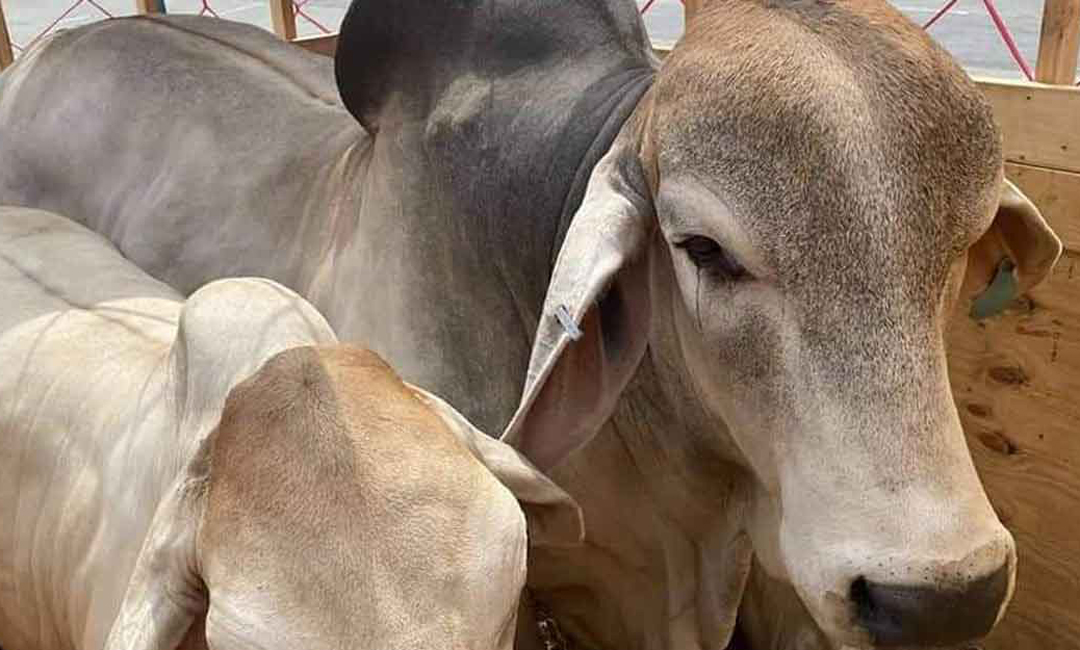 এবার গরুকেও রাখা হলো কোয়ারেন্টিনে