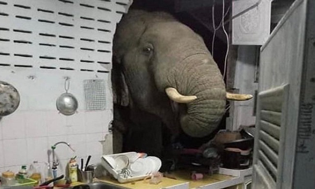 গভীর রাতে দেয়াল ভেঙে রান্নাঘরে হাতি!