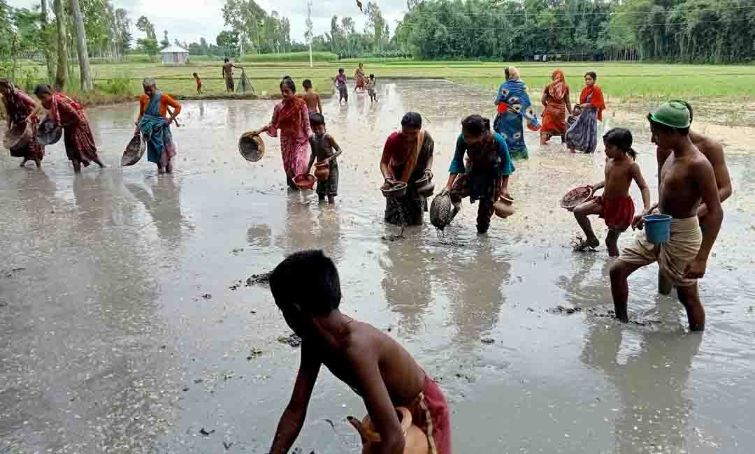 হাঁটুকাদায় মাছ ধরার চিরায়ত দৃশ্য