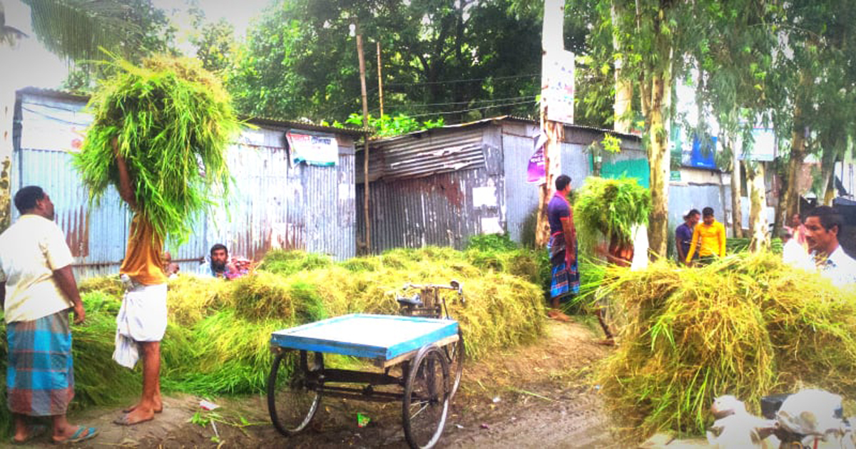 ঘাসের টাকায় ঘোরে সংসারের চাকা