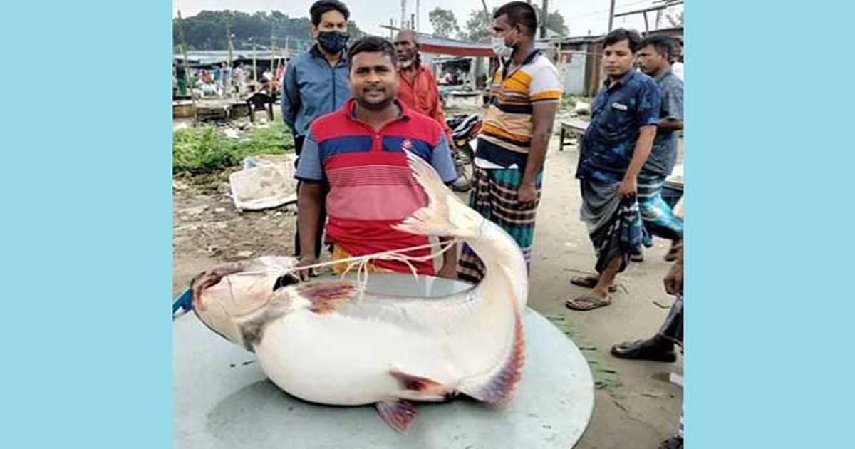 ৩১ হাজার টাকায় বিক্রি হলো সেই পাঙ্গাস
