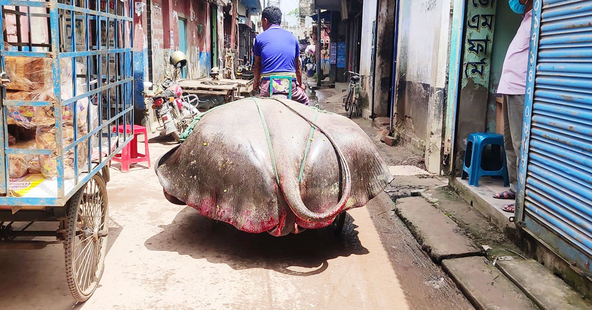 পদ্মায় ধরা পড়ল ১০ মণ ওজনের শাপলাপাতা মাছ