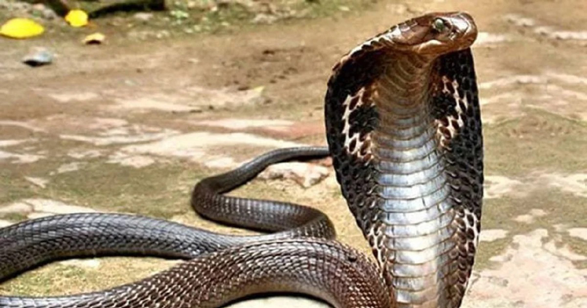 ঠাকুরগাঁওয়ে সাপের কামড়ে ২ নারীর মৃত্যু