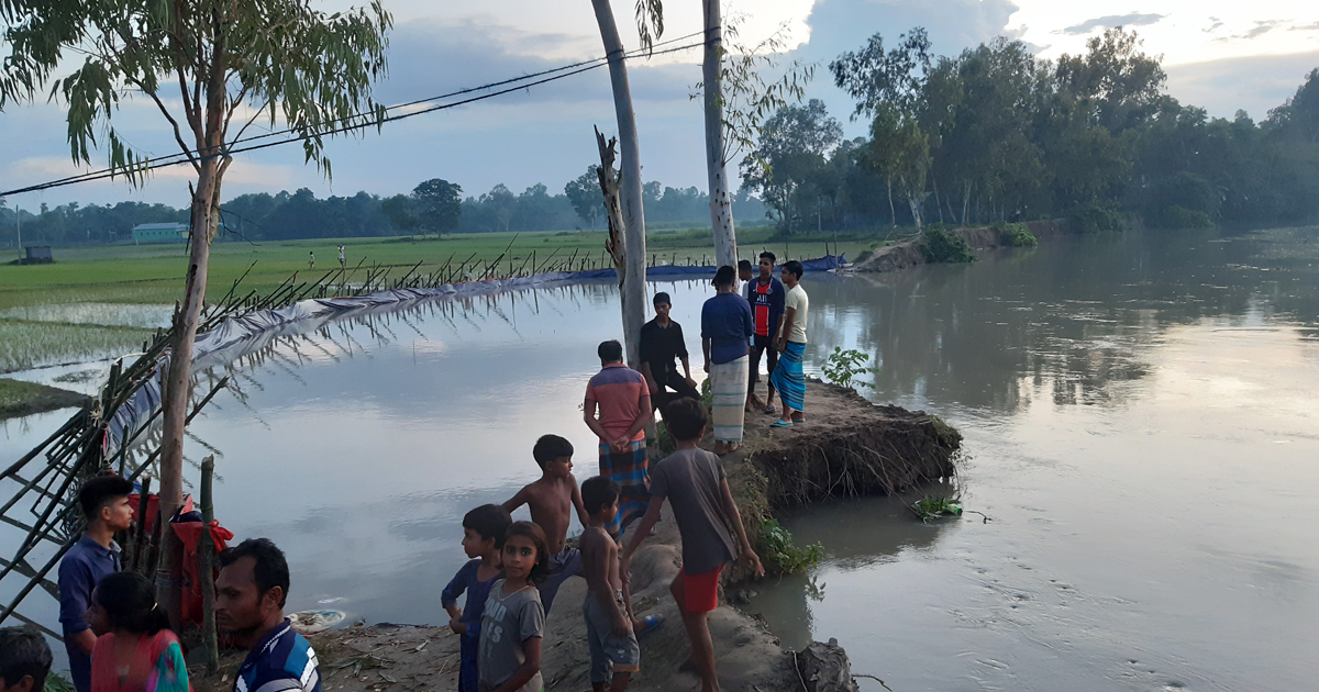 টাঙ্গাইলে ফসল রক্ষায় স্বেচ্ছায় বাঁধ নির্মাণ