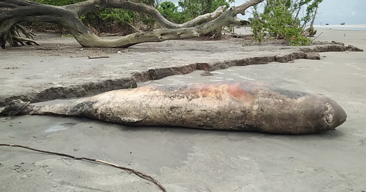 কুয়াকাটা সৈকতে ভাসছে মৃত ডলফিন