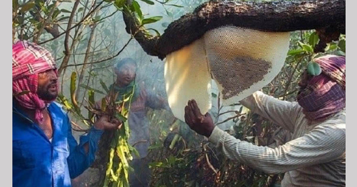 এবারও মধু উৎপাদন বেড়েছে সুন্দরবনে