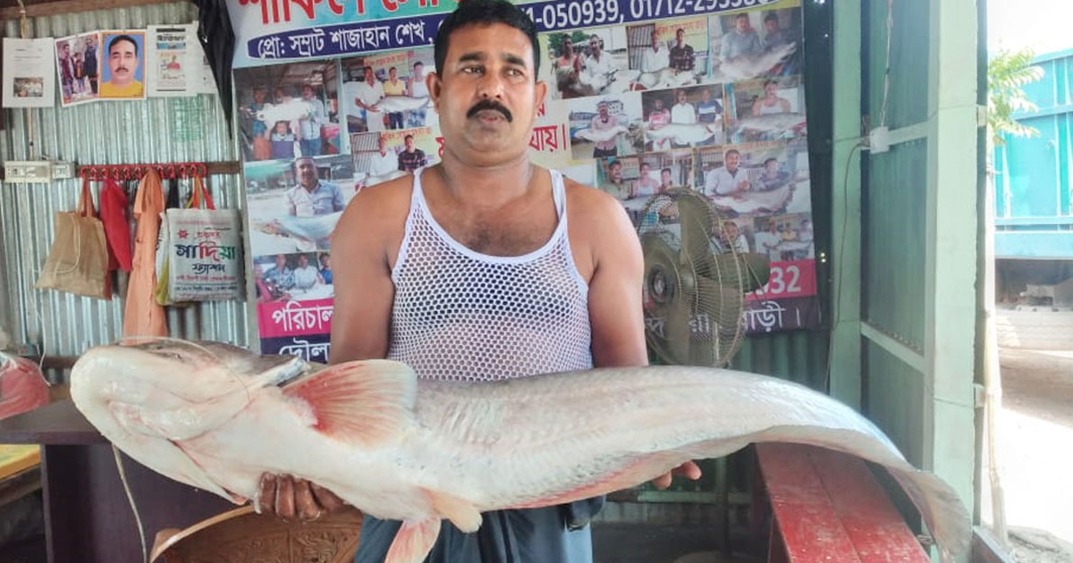 ৫৬ হাজার টাকায় বিক্রি হলো সেই বোয়াল