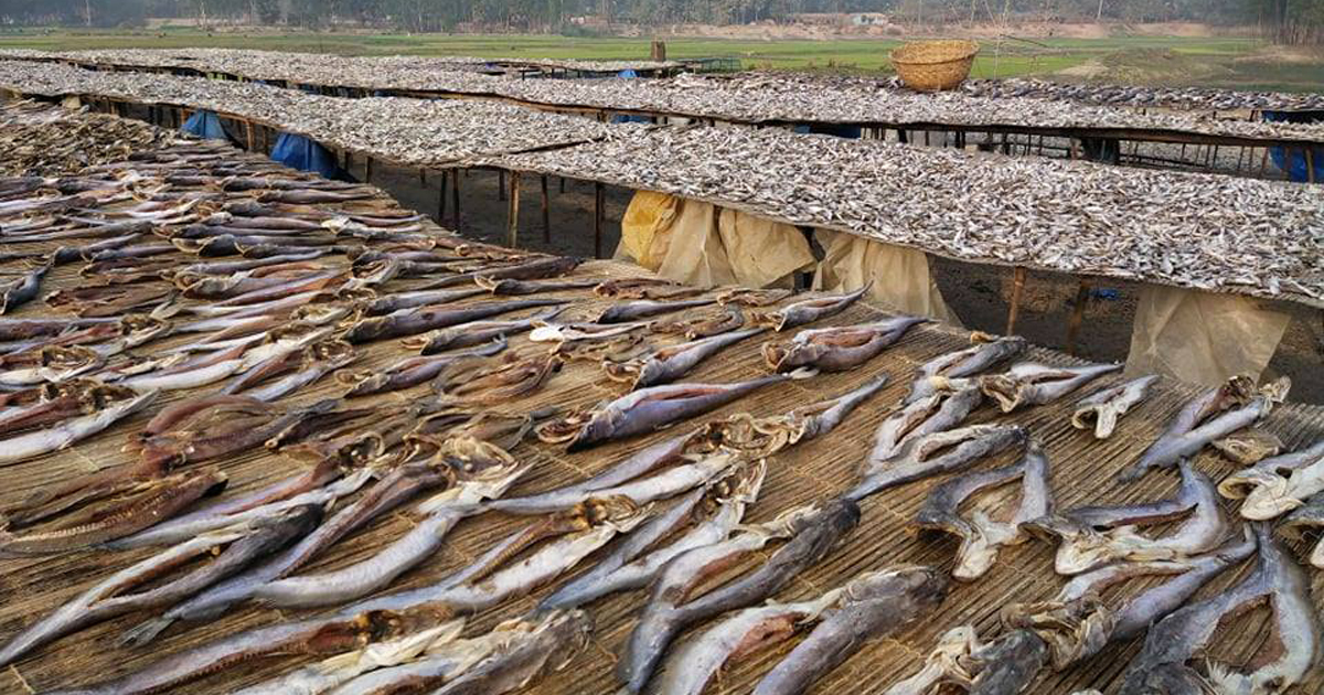 চলনবিল থেকে ভারতে রফতানি হবে ৫০ কোটি টাকার শুঁটকি