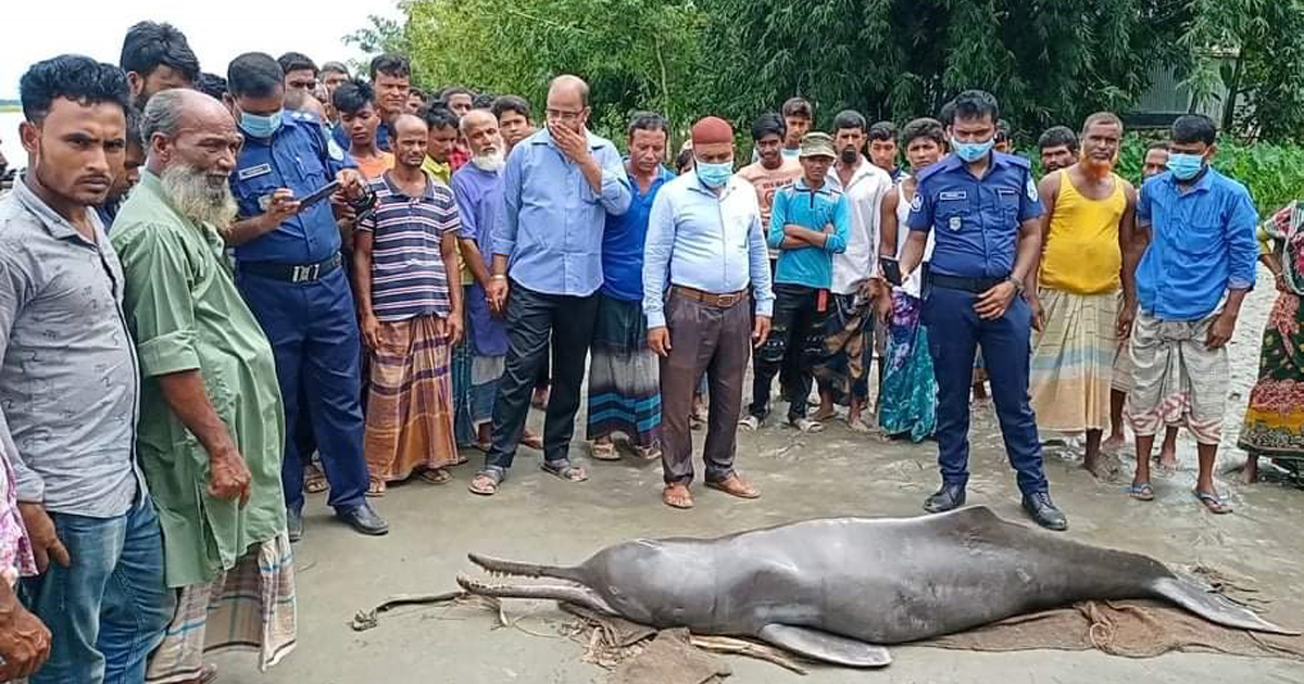 তিস্তায় ভেসে এলো ৯ ফুট দৈর্ঘ্যের ডলফিন