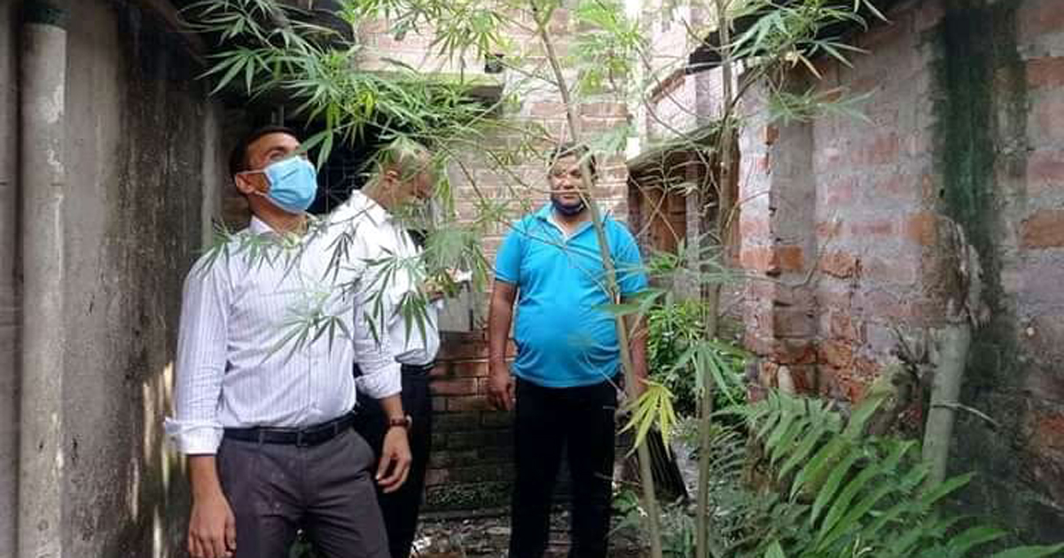 নাটোরে গাঁজার গাছ জব্দ করলেন ইউএনও