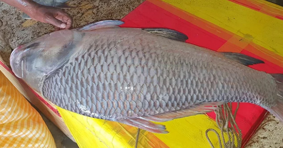 গোয়ালন্দে জেলেদের জালে ১৮ কেজির কাতলা