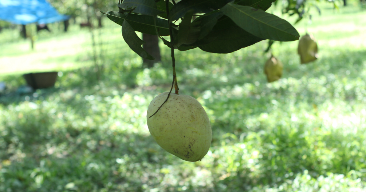 এখনও ঝুলছে আশ্বিনা আম