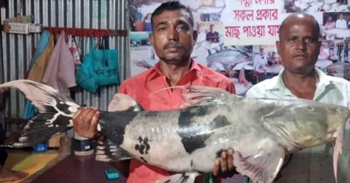 ৩৫ কেজির সেই বাঘাইড় ৪৭ হাজারে বিক্রি হলো