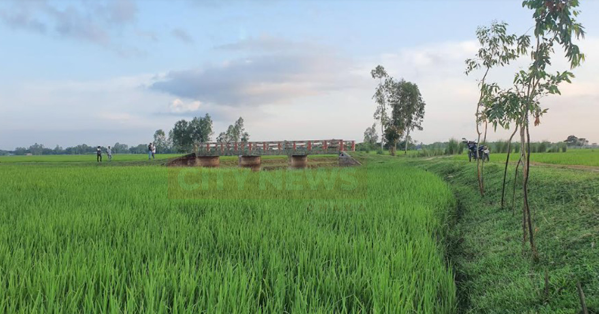 ধানক্ষেতের মাঝে শোভা পাচ্ছে ‘সেলফি ব্রিজ’, নেই  সংযোগ সড়ক