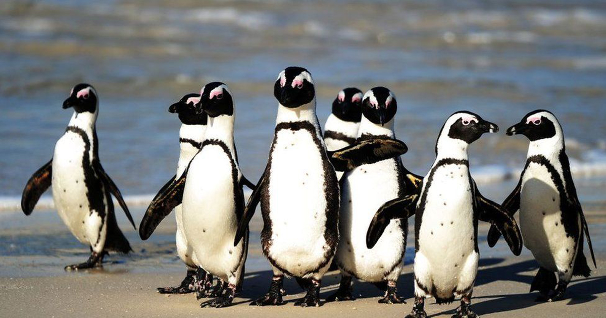 মৌমাছির দংশনে মারা গেল অর্ধশতাধিক দক্ষিণ আফ্রিকান পেঙ্গুইন