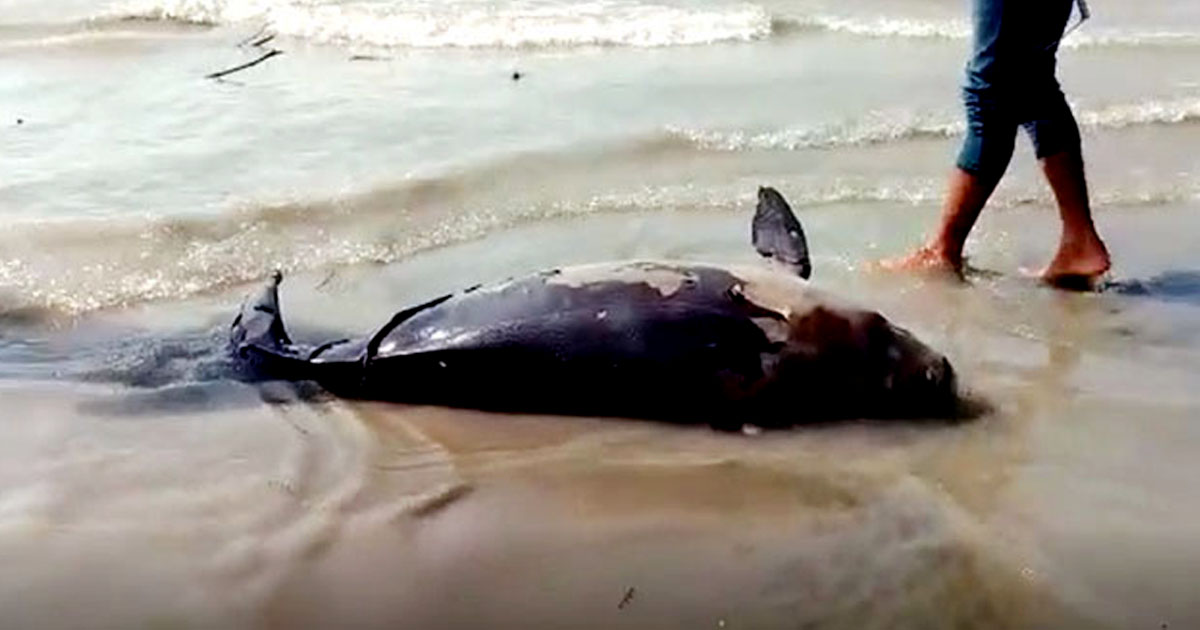 আবারও সৈকতে ভেসে এলো মৃত ডলফিন
