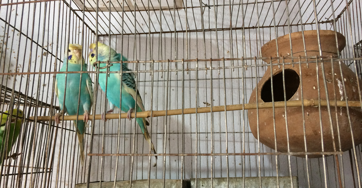 সুখ পাখিদের সংসার!