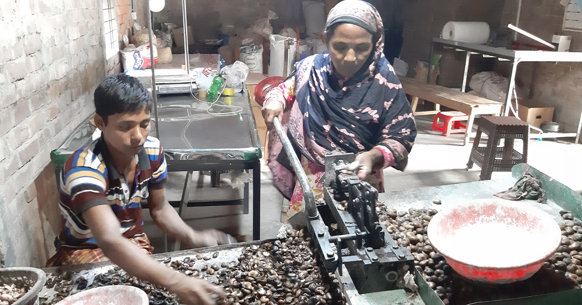 আমেরিকায় রফতানি হচ্ছে নীলফামারীর কাজু বাদাম