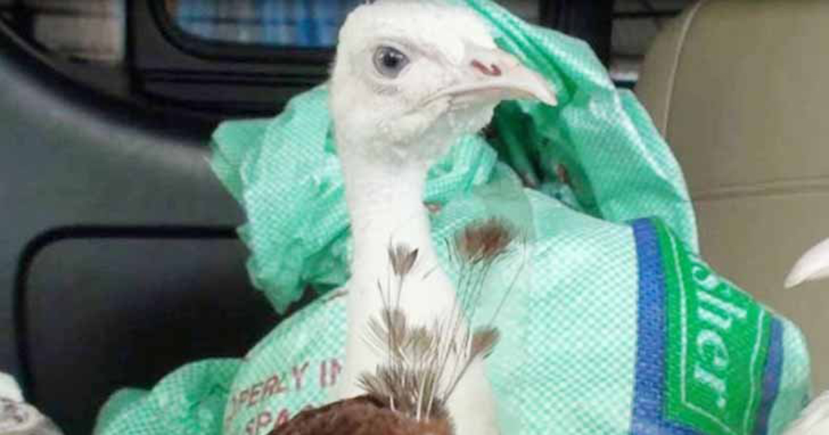 সাতক্ষীরায় ১৫টি ময়ূর উদ্ধার