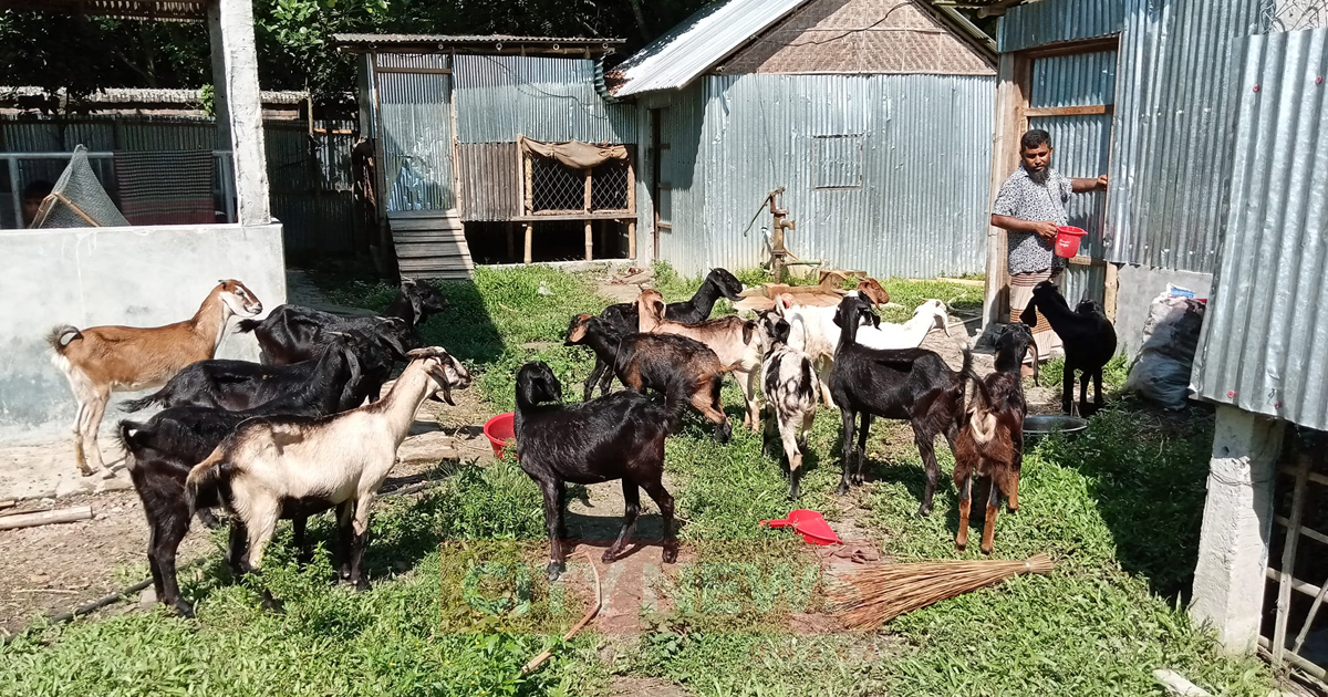 ছাগল পালনে দরিদ্রতাকে জয় করলেন রতন