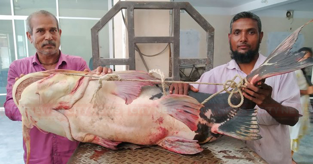 ব্রহ্মপুত্রে  ধরা পড়ল ৪৮ কেজির বাঘাইড়!