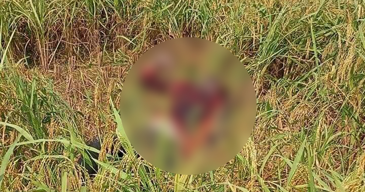 ঠাকুরগাঁওয়ে ধানক্ষেত থেকে যুবকের মরদেহ উদ্ধার