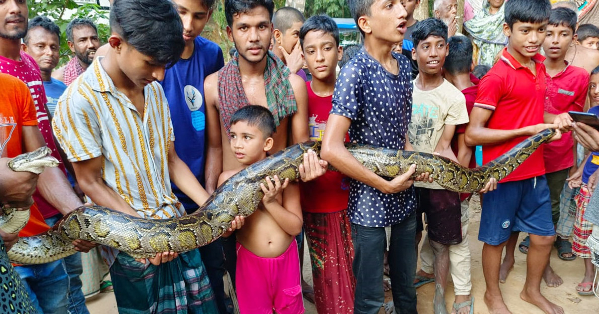 মসজিদের পুকুর থেকে উদ্ধার বিশাল অজগর