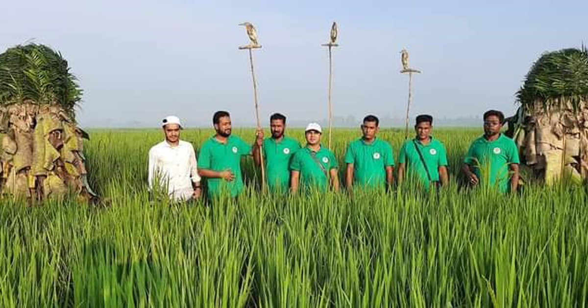 চলনবিলে বক দিয়ে বক শিকার