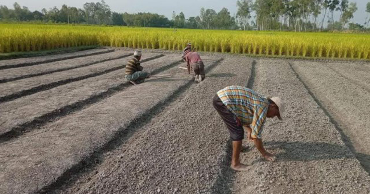 আমদানি নির্ভরতা কমাতে বছরে দু'বার পেঁয়াজ চাষের উদ্যোগ