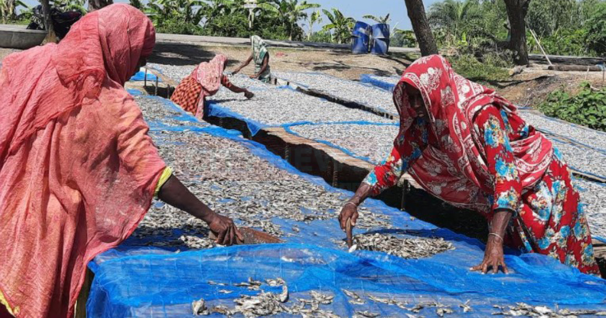 তিন শতাধিক চাতালে শুঁটকি তৈরির ধুম