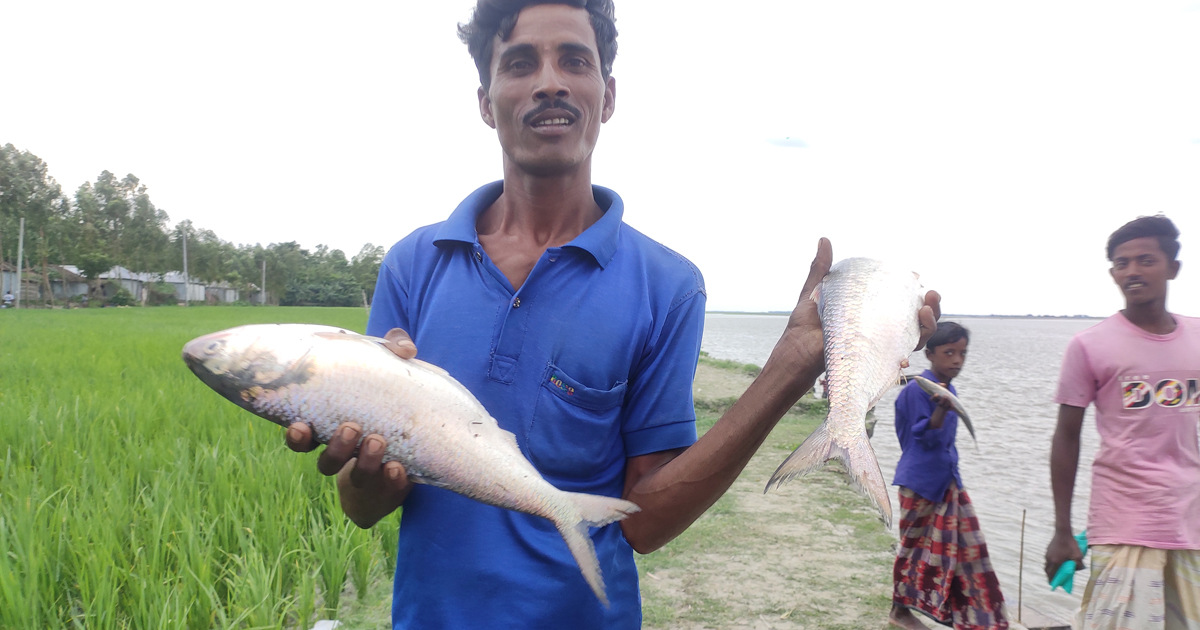 নিষেধাজ্ঞাতেও চলছে মাছ ধরা, বসছে ইলিশের বাজার