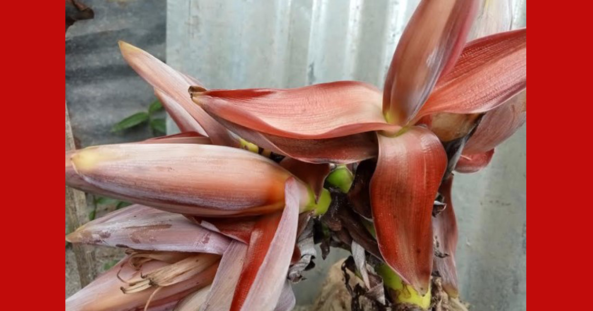 এক কলাগাছে ১০ মোচা!