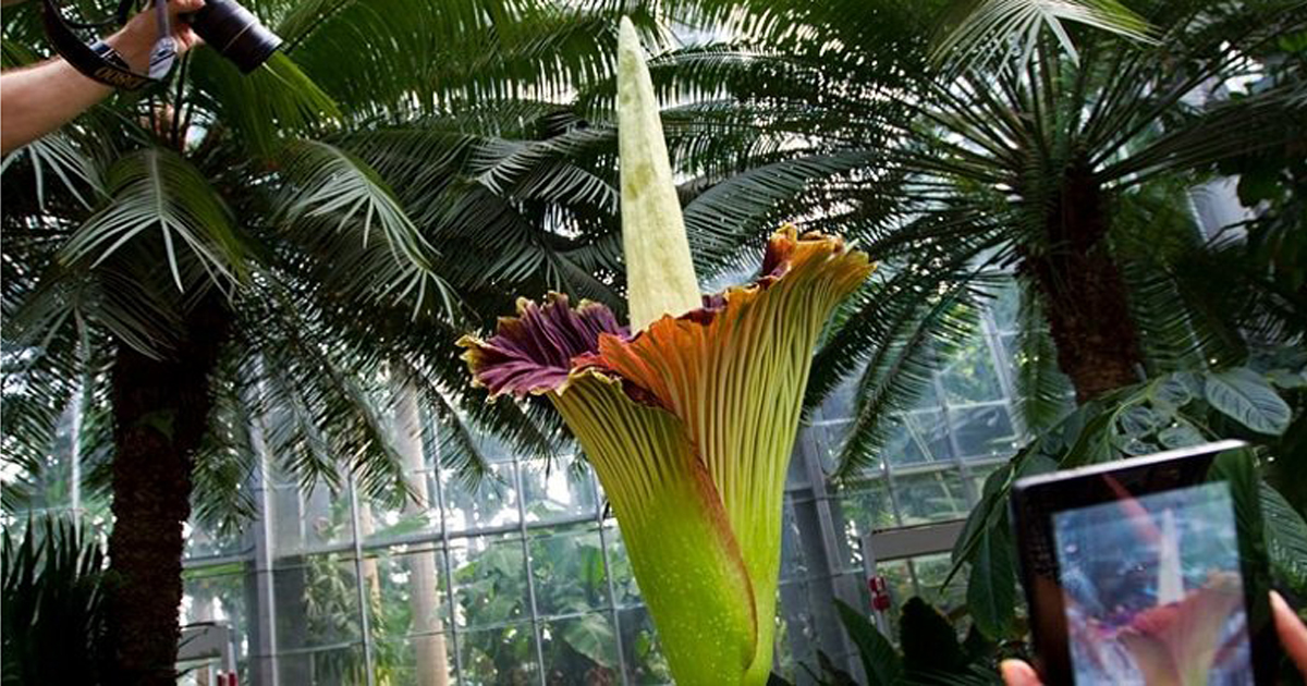 দুই  যুগ পরে ফুটল ‘শব পুষ্প’