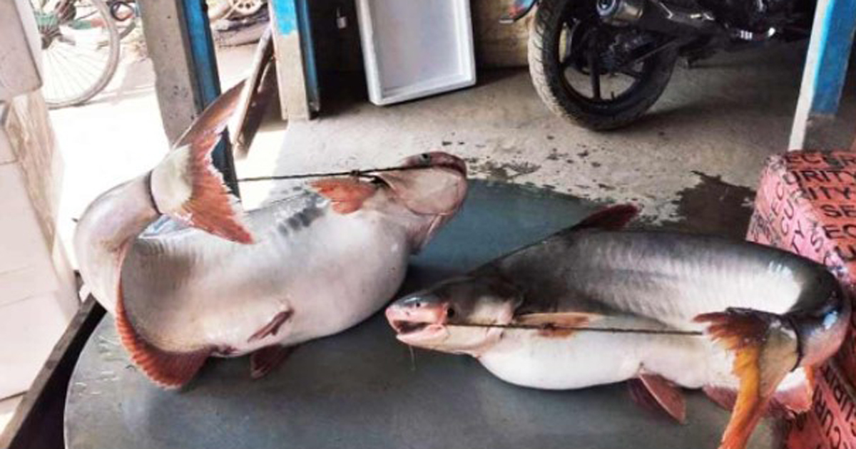 ৫২ হাজার টাকায় পাঙাশ বিক্রি!