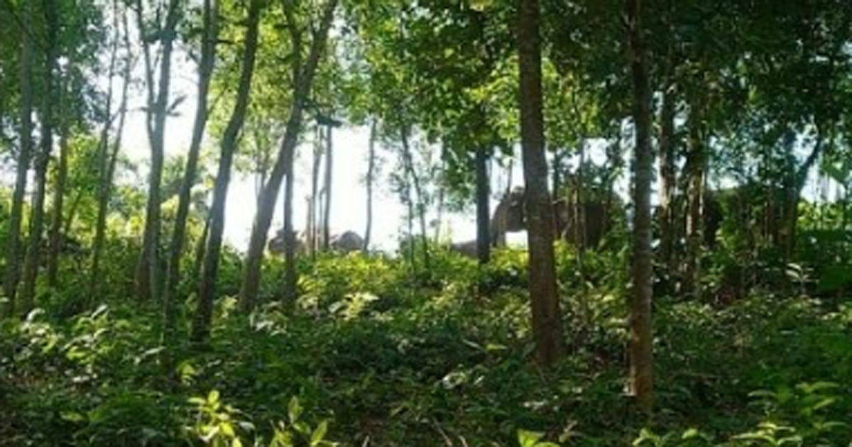 লোকালয়ে হাতির আক্রমণ, আহত ৫