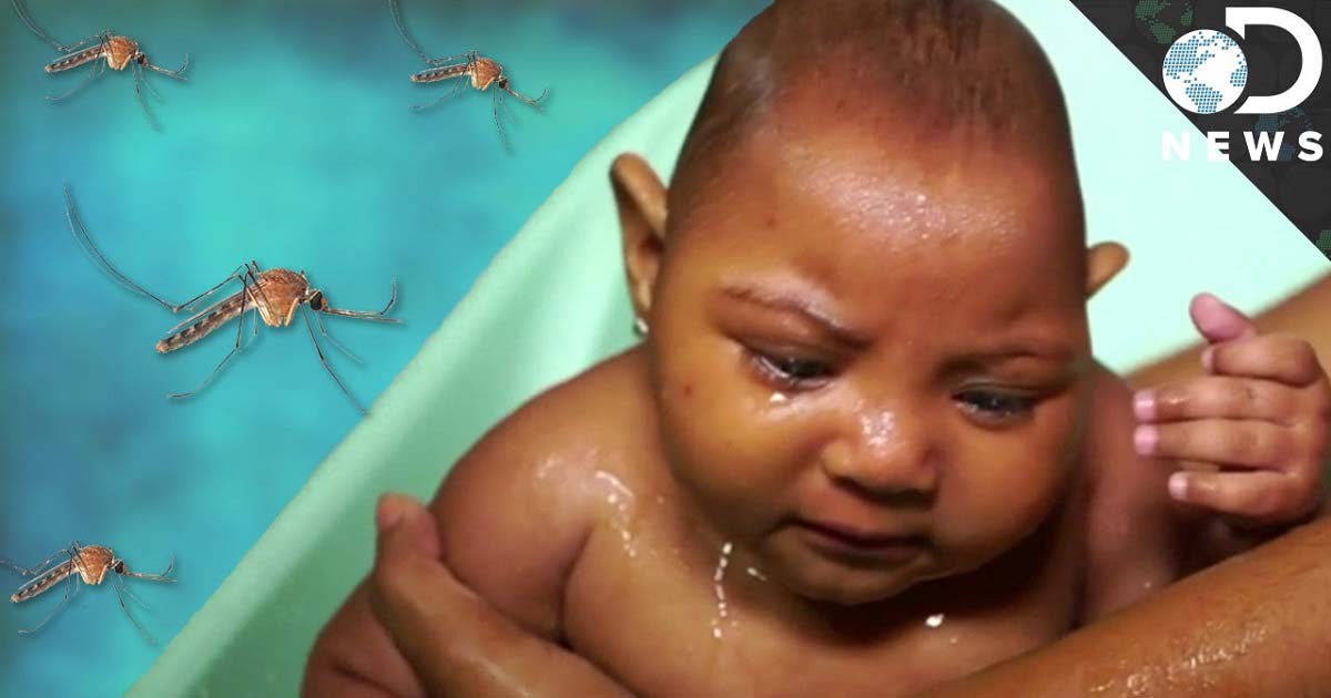 ভারতে জিকা ভাইরাসে আক্রান্ত প্রায় ১০০