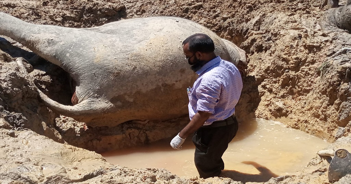 বিপন্ন হচ্ছে বন্যহাতি : ১৭ বছরে মারা গেছে ১১৮টি
