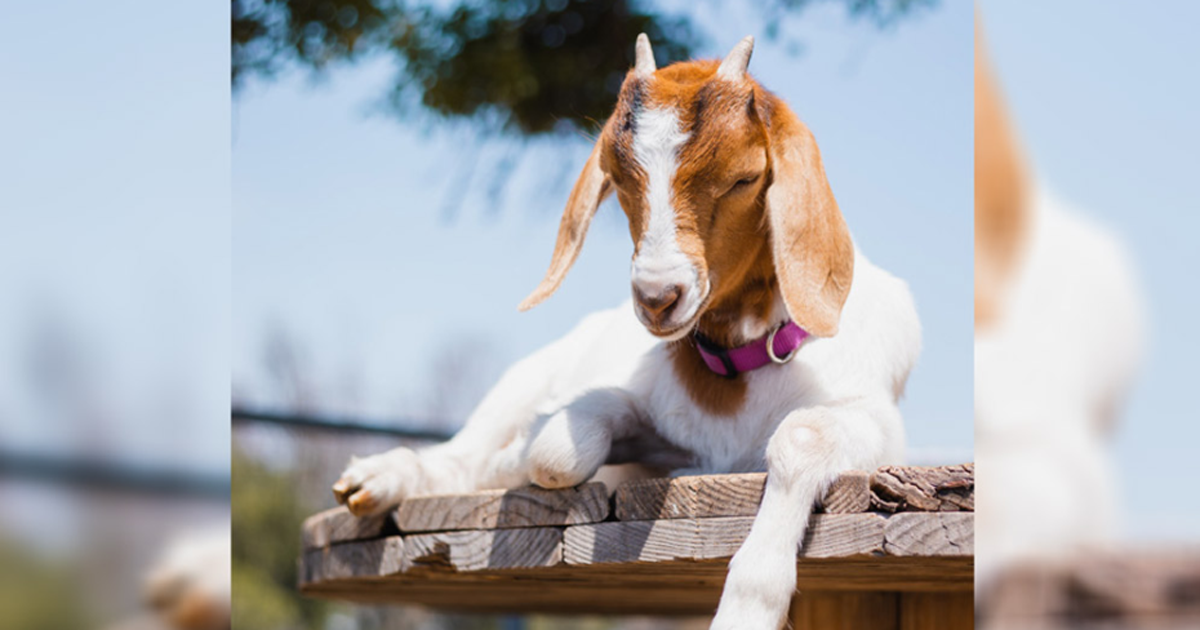 মানবদেহে ছাগলের অণ্ডকোষ প্রতিস্থাপন!