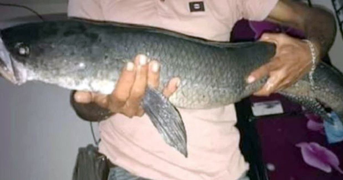 শৌখিন শিকারির বড়শিতে ১৩ কেজির গজার মাছ