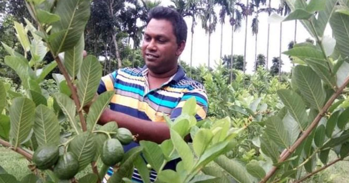 শখ থেকে বাণিজ্যিক পেয়ারা চাষি নাটোরের আফাজ