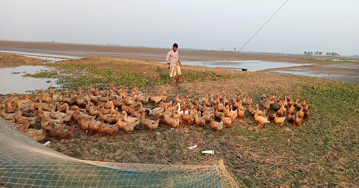চলনবিলে গড়ে উঠেছে ভাসমান হাঁসের খামার