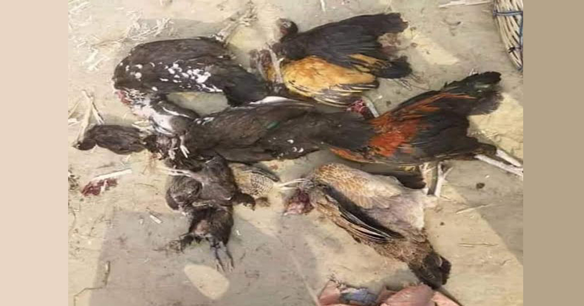 মুরগি হত্যা নিয়ে পুলিশের তদন্ত শুরু