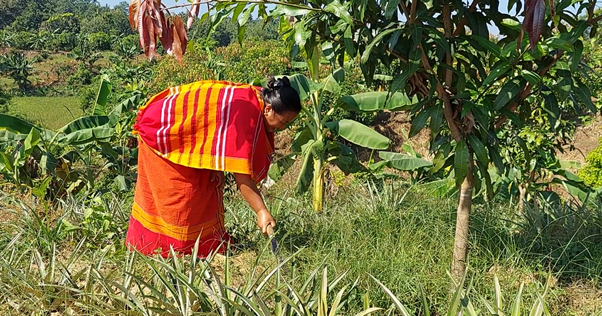 পার্বত্য চট্টগ্রামের তিন জেলায় বাড়ছে মিশ্র ফলের চাষ