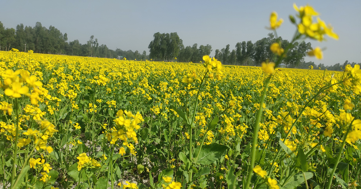 কুড়িগ্রামে হলুদের সমারোহে ঢেকেছে সর্ষের মাঠ