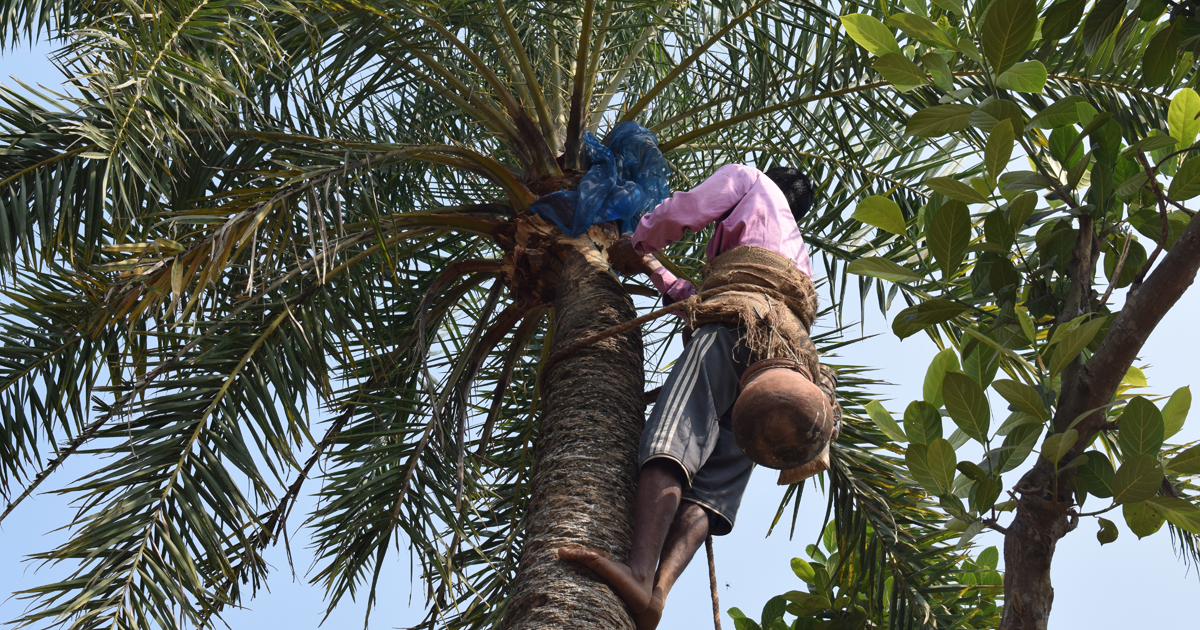 হরিরামপুরে খেজুরের রস সংগ্রহে ব্যস্ত গাছিরা