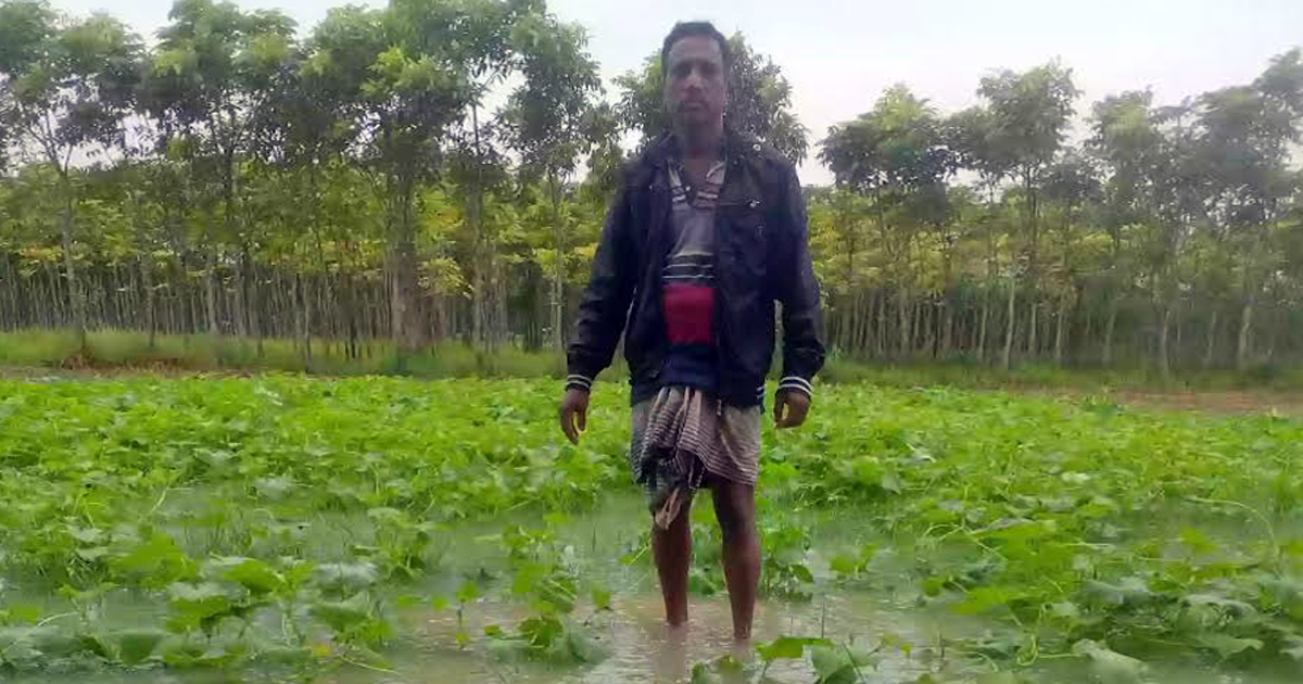 জাওয়াদের প্রভাবে মাদারীপুরে ফসলের ব্যাপক ক্ষতি