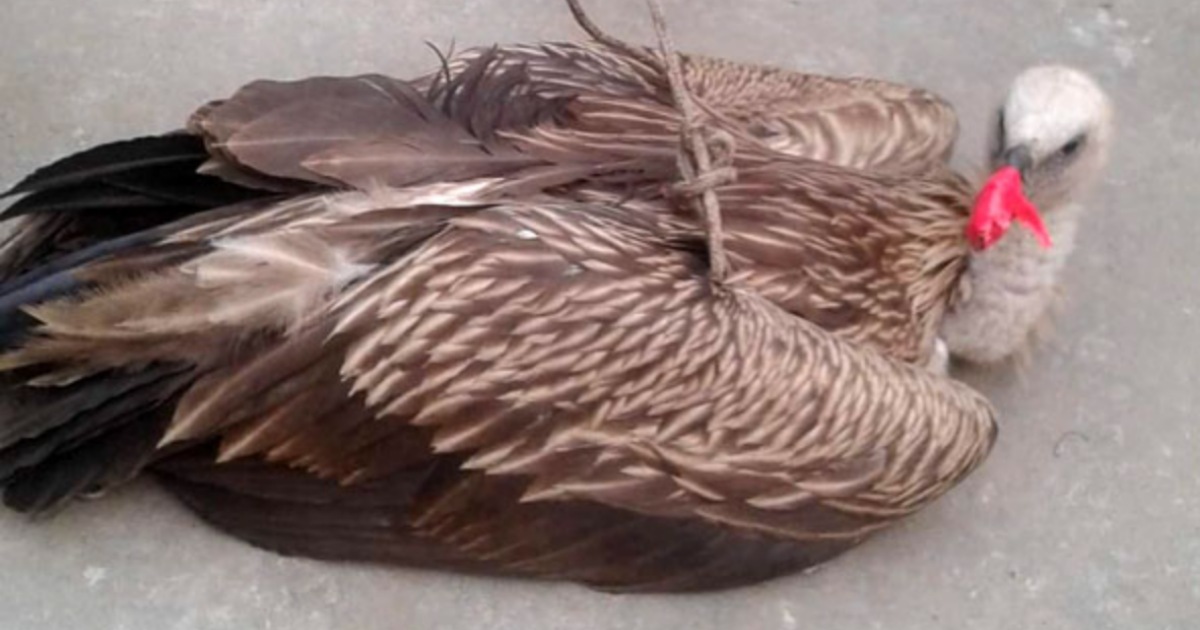 পঞ্চগড়ে বিলুপ্তপ্রায় শকুন উদ্ধার