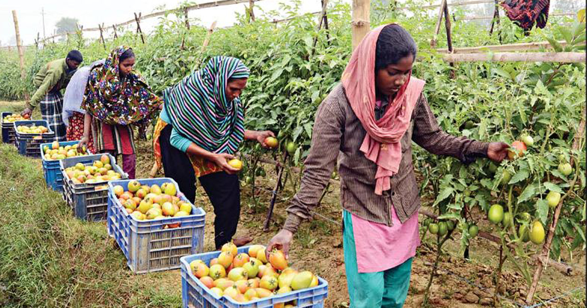 পদ্মাপাড়ে প্রতিদিন সাত লাখ টাকার টমেটো কেনাবেচা