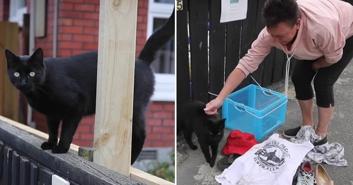 ৩ বছর আগে থেকেই চুরি করছে পোষা বিড়াল কেইথ