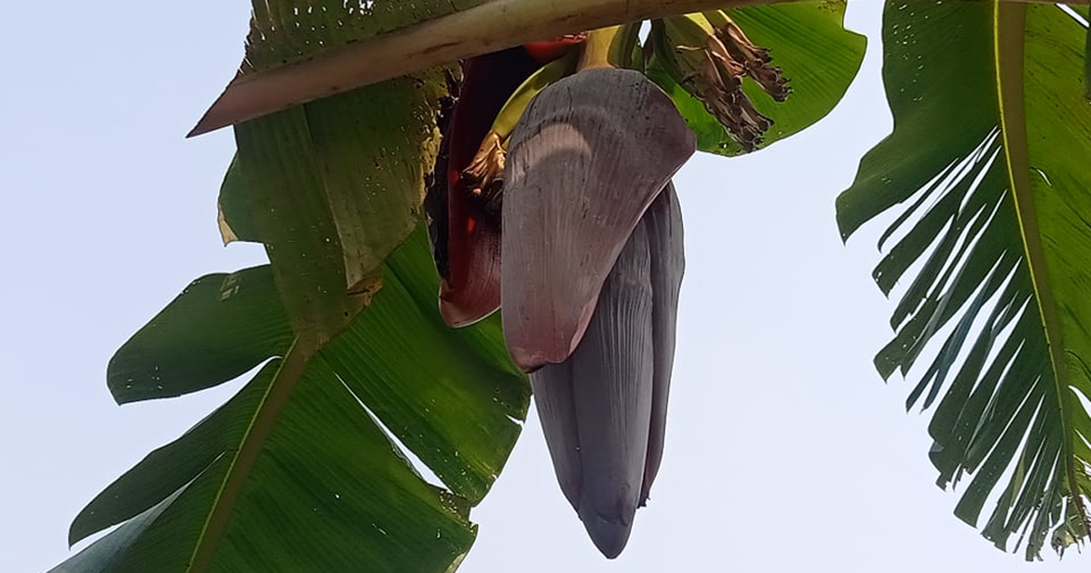 গ্রামাঞ্চলের জনপ্রিয় তরকারি কলার মোঁচা